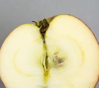 Pæregårds Æble